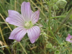 Malva weinmanniana