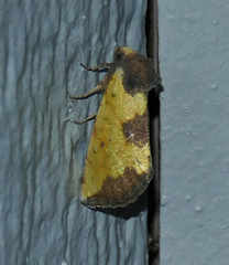 Stiria intermixta