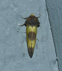 Stiria intermixta