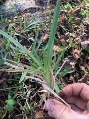 Stenotaphrum secundatum