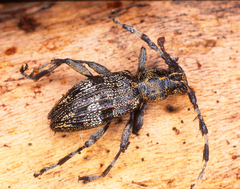 Hexatricha pulverulenta