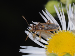 Brachycarenus tigrinus
