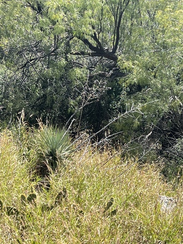 Yucca thompsoniana