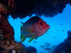 Sargocentron spiniferum