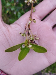 Daphnopsis racemosa