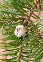 Adelges abietis