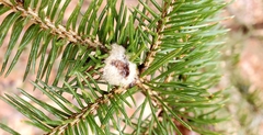 Adelges abietis