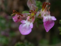 Teucrium microphyllum