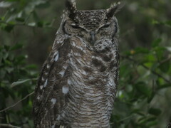 Bubo africanus