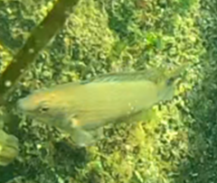 Ctenolabrus rupestris