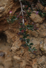 Teucrium microphyllum
