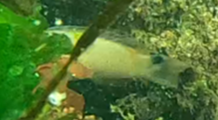 Ctenolabrus rupestris