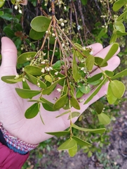 Daphnopsis racemosa