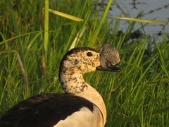 Sarkidiornis melanotos