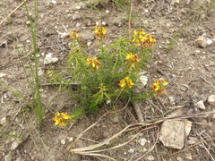 Wiborgiella mucronata