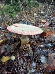 Agaricus brunneolus