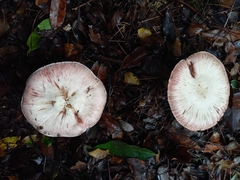 Agaricus brunneolus