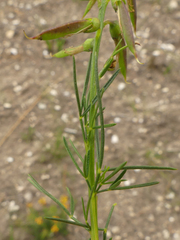 Wiborgiella mucronata
