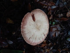Agaricus brunneolus