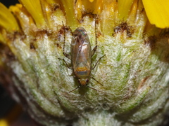 Plagiognathus bipunctatus