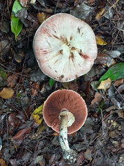 Agaricus brunneolus