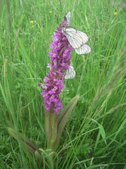 Dactylorhiza incarnata cruenta