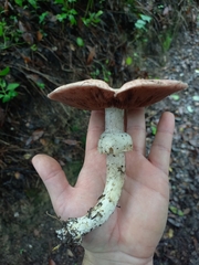 Agaricus brunneolus