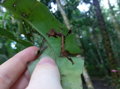 Stenophylla lobivertex