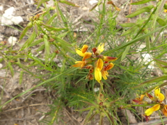 Wiborgiella mucronata
