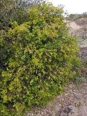 Daphnopsis racemosa