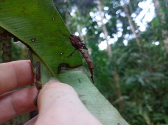 Stenophylla lobivertex