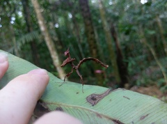 Stenophylla lobivertex