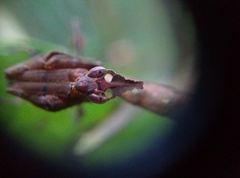 Stenophylla lobivertex