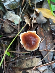 Gymnopus brassicolens