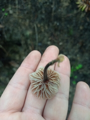 Gymnopus brassicolens