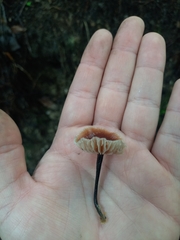 Gymnopus brassicolens