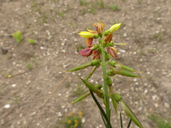 Wiborgiella mucronata