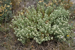 Teucrium dunense
