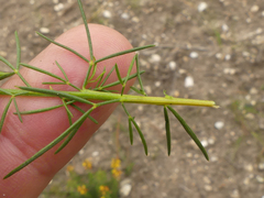 Wiborgiella mucronata