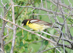 Emberiza aureola