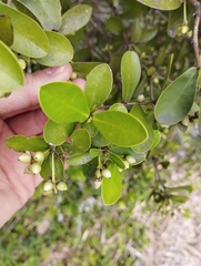 Daphnopsis racemosa