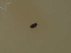 Hydroporinae