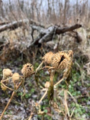Datura