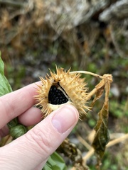 Datura