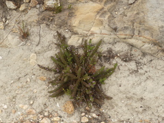 Muraltia ciliaris
