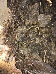 Aneides flavipunctatus