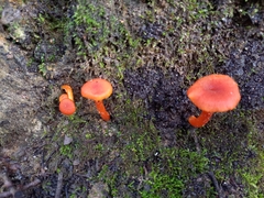 Hygrocybe substrangulata