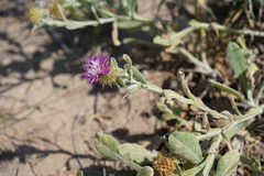 Centaurea seridis