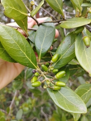 Ocotea pulchella