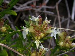 Teucrium montanum
